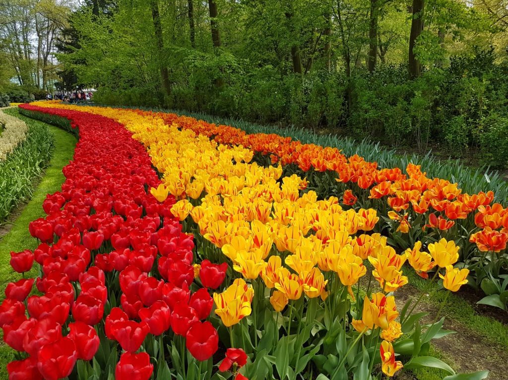 Guia brasileiro em Amsterdam