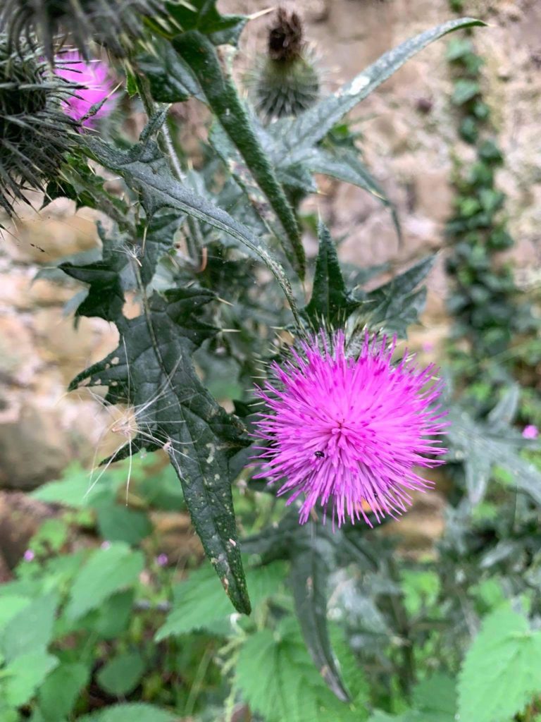 Cardo Símbolo da Escócia